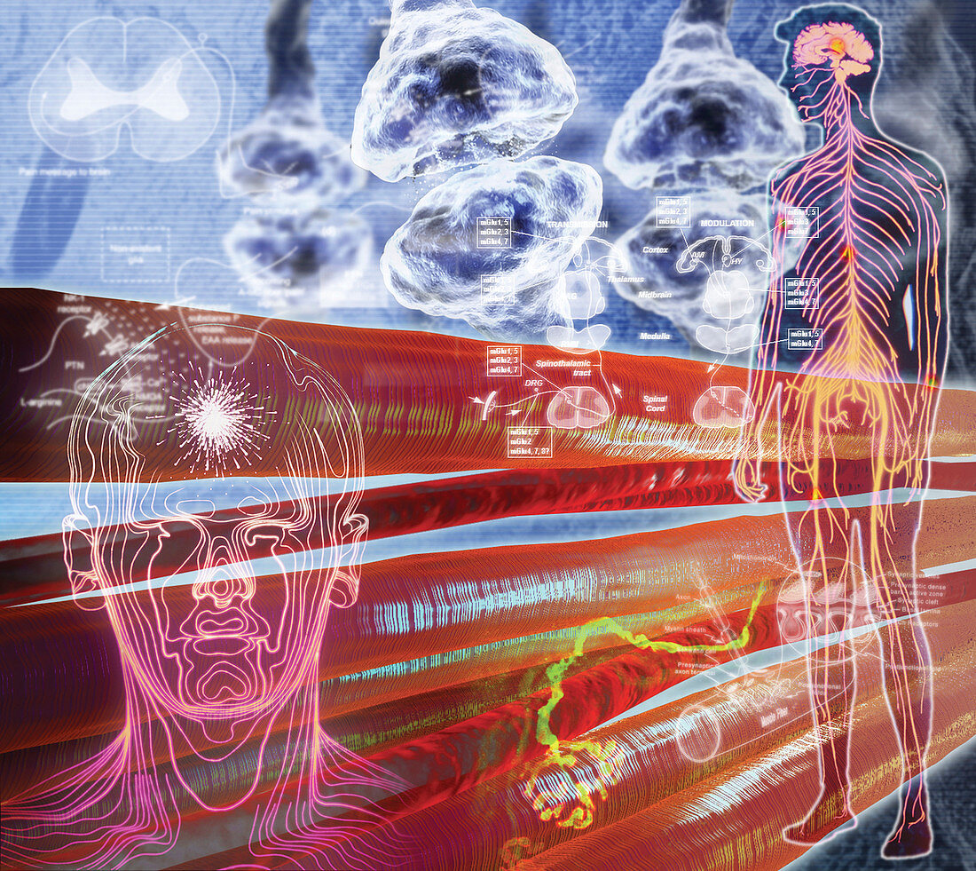 Nervous system,composite image