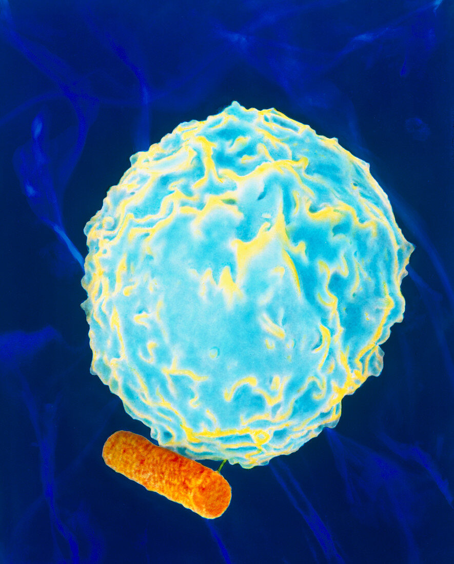 Colour SEM of white blood cell ingesting bacterium