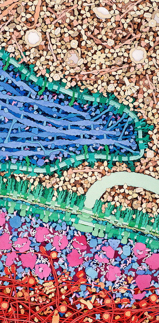 Macrophage engulfing bacterium,artwork