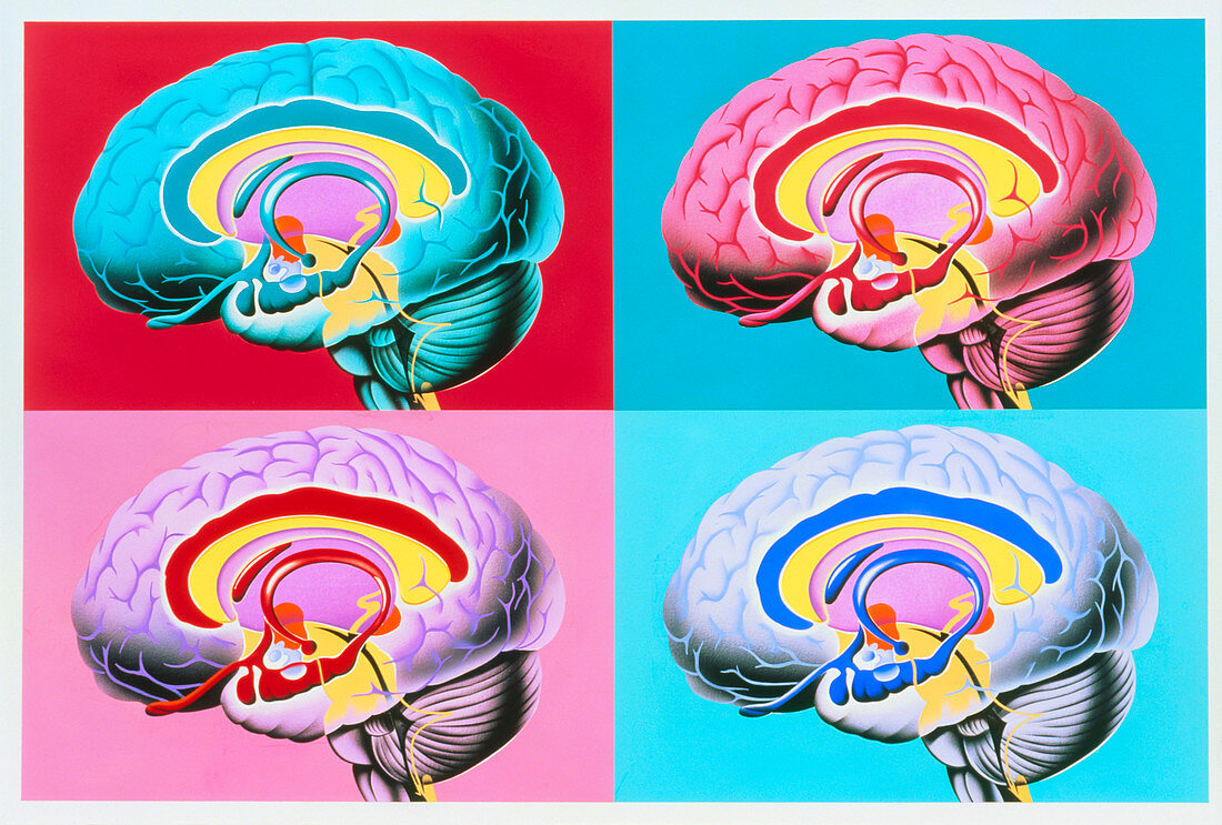 Artworks showing the limbic system of the brain