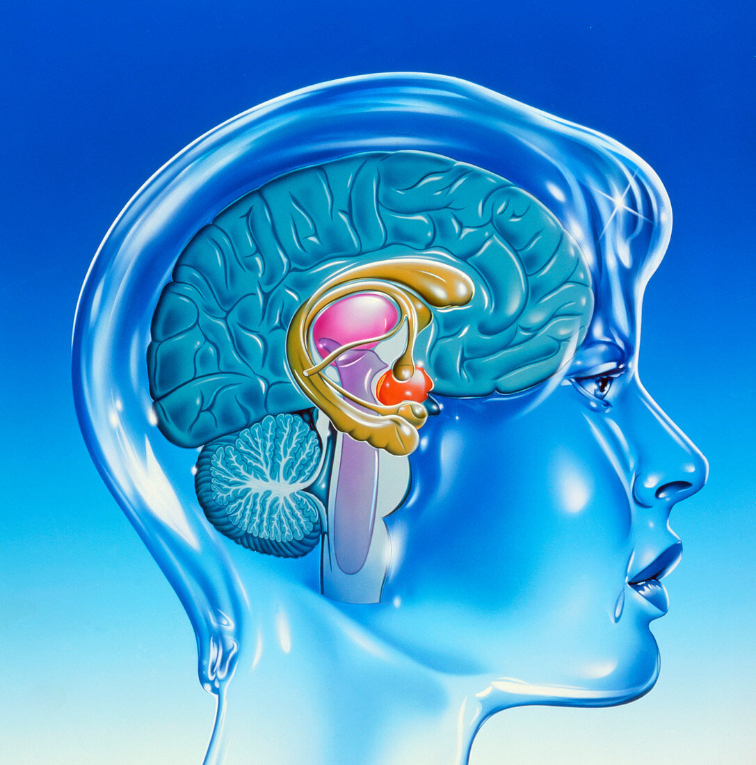 Artwork of the limbic system of the human brain