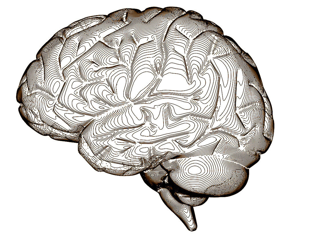 Contour map of the brain
