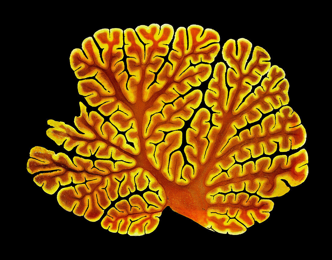 Cerebellum structure,light micrograph