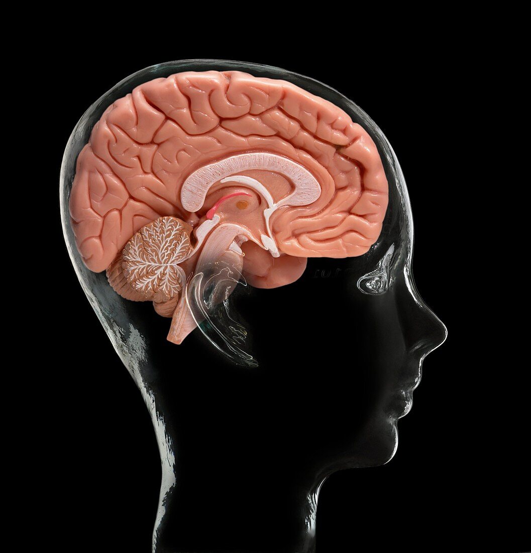 Human brain,model