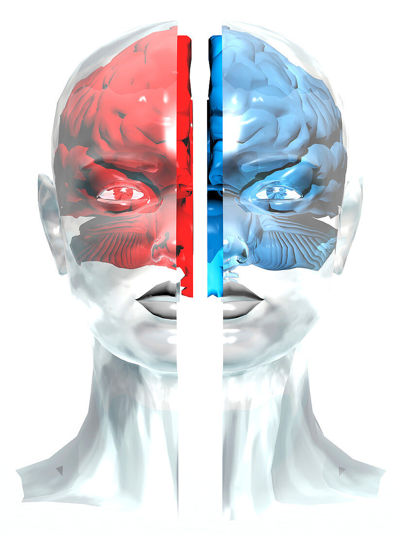 Split brain,conceptual artwork