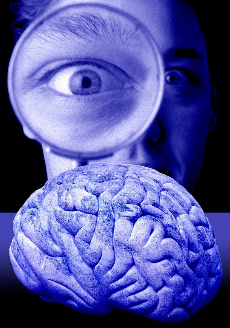 Studying the brain,conceptual image