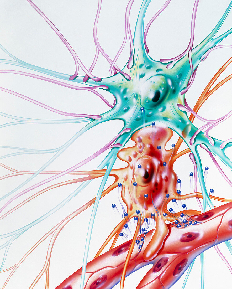 Artwork of drug transmission to brain nerve cell