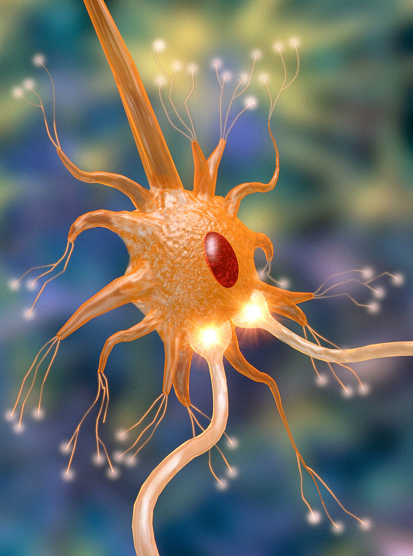 Motor neurone nerve cell and synapses