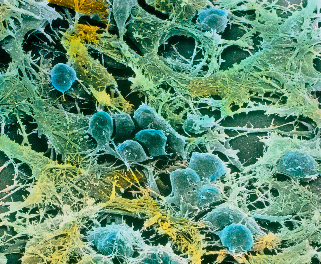 Neuroglia cells