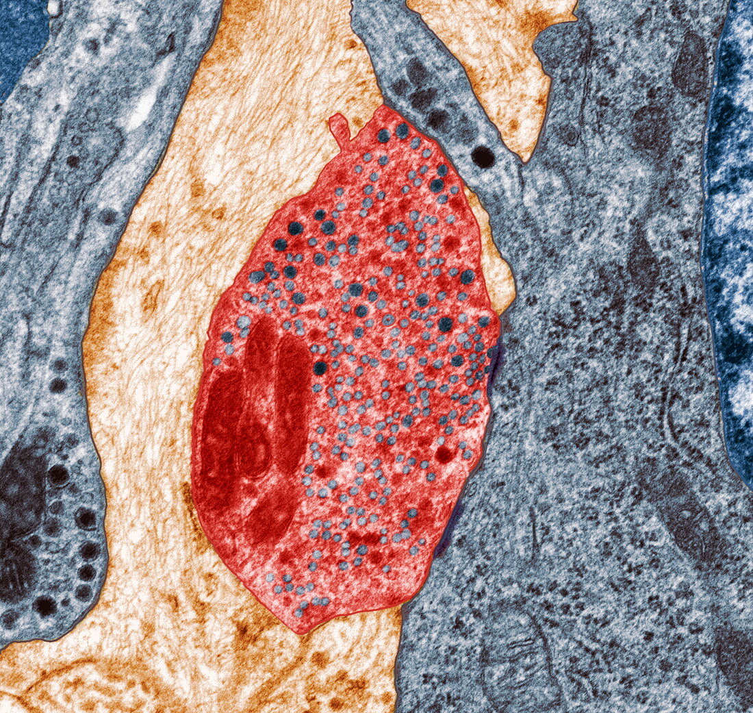 Nerve synapse,TEM