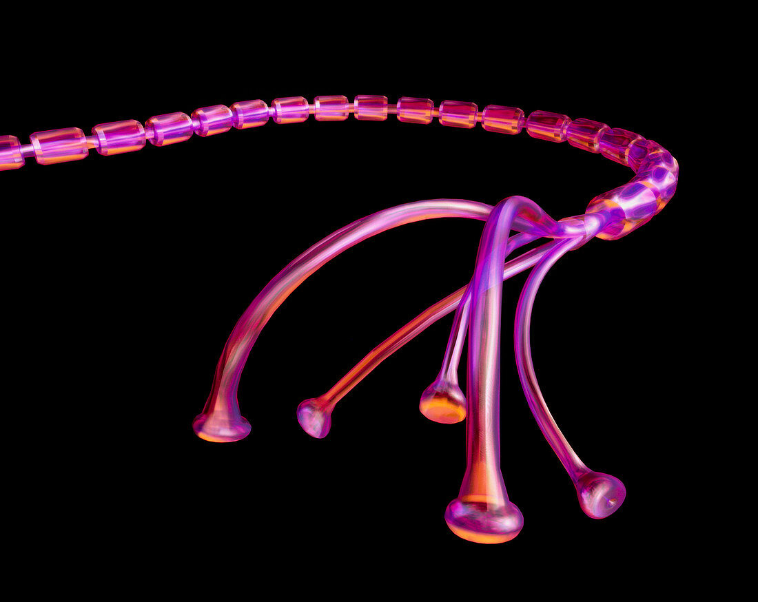 Computer artwork of a branching nerve axon