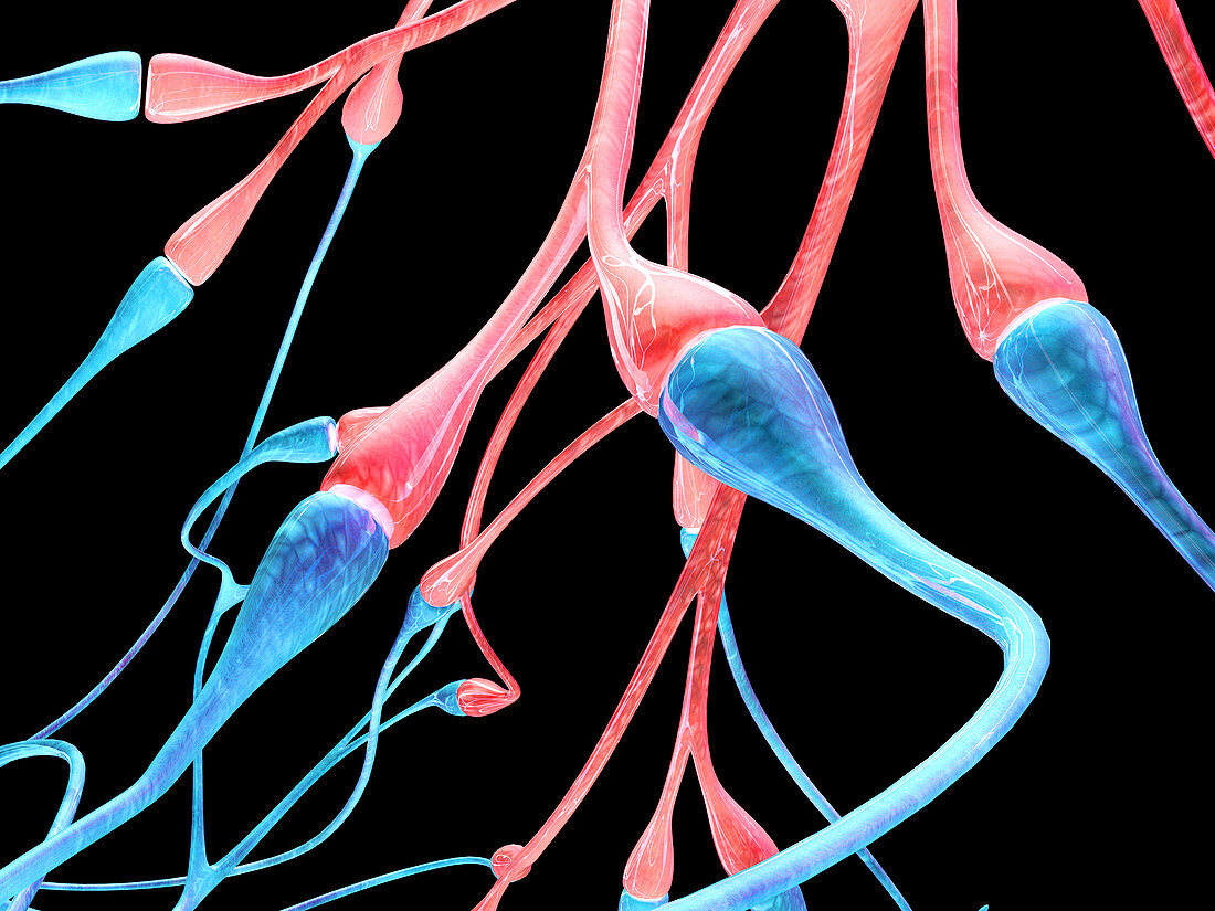 Nerve cell synapses,computer artwork