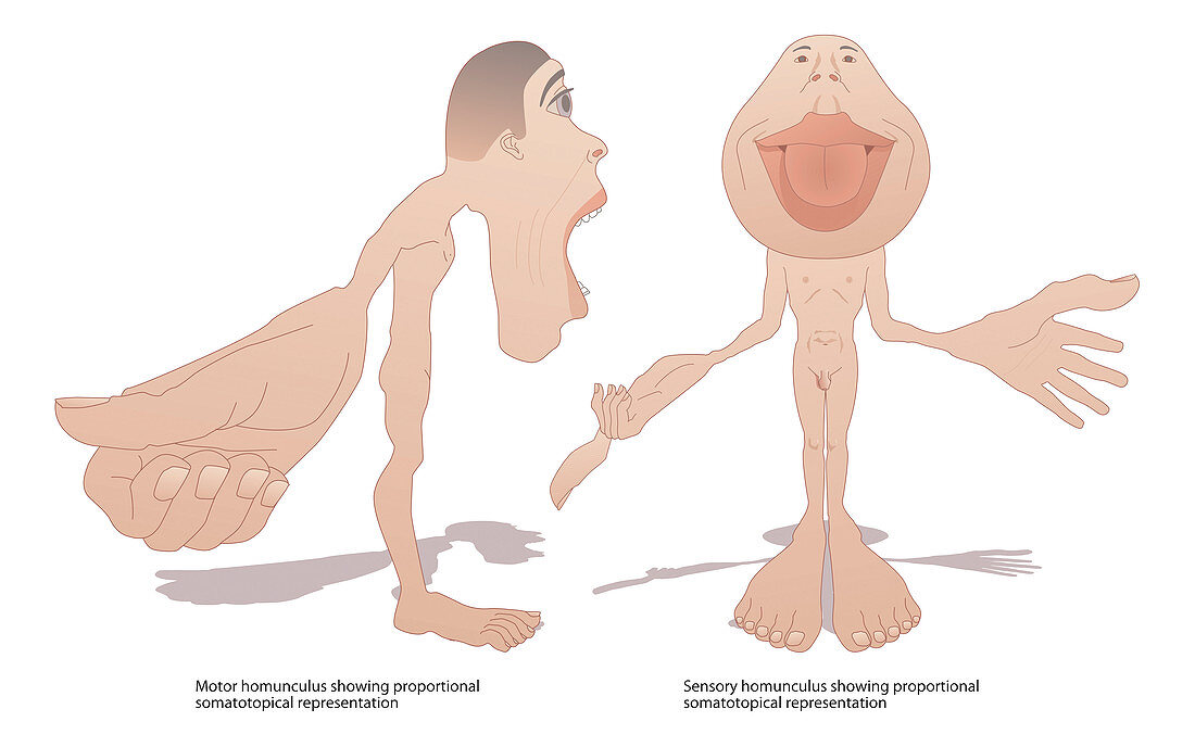 Motor and sensory homunculi