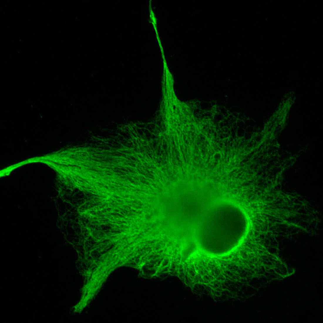 Astrocyte nerve cell