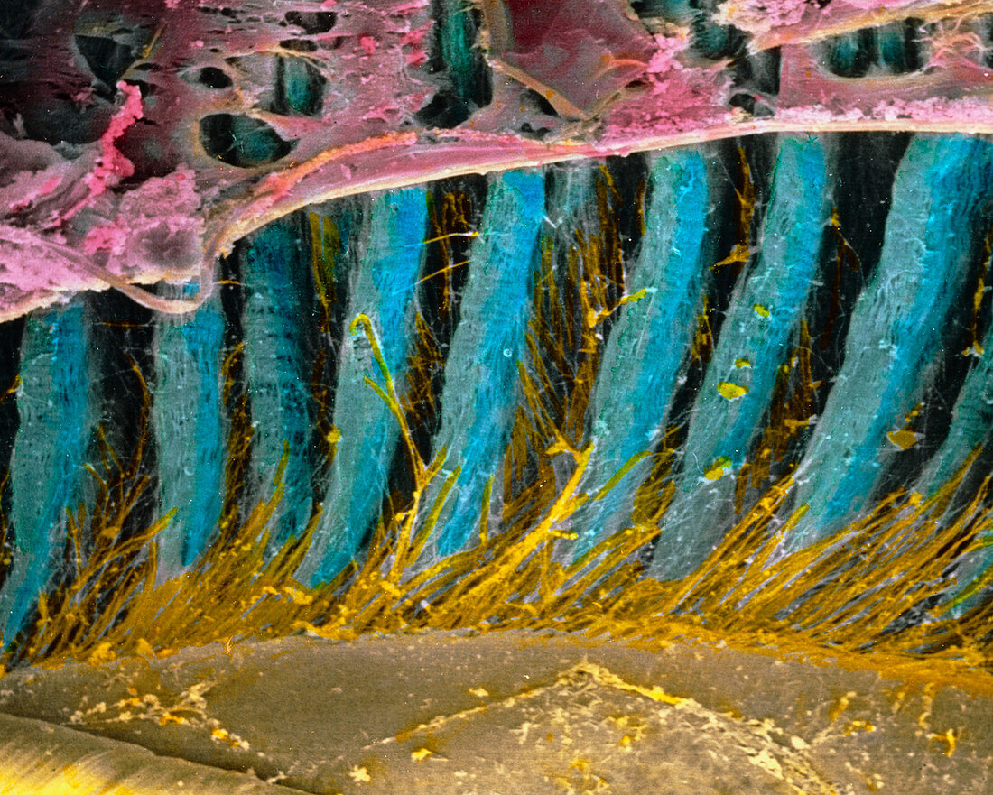 Coloured SEM of ciliary processes of the eye