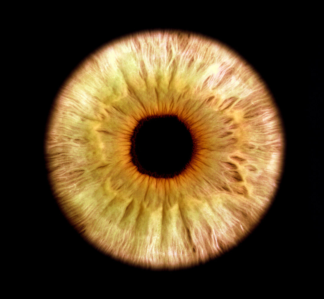 Computer-enhanced green iris of the eye