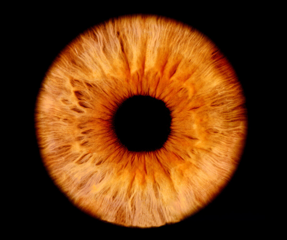 Computer-enhanced brown iris of the eye