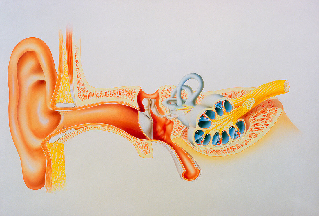Illustration of the anatomy of the human ear
