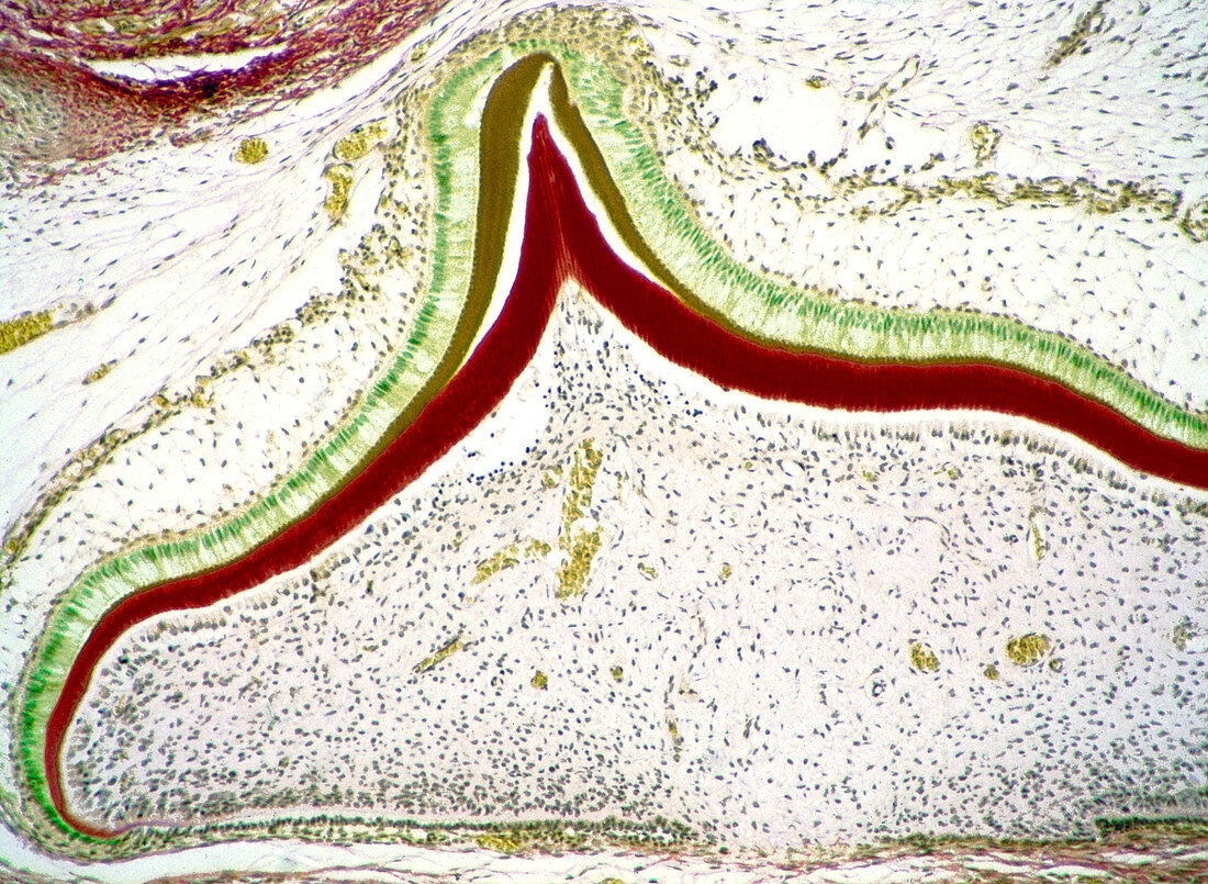 Developing tooth,light micrograph