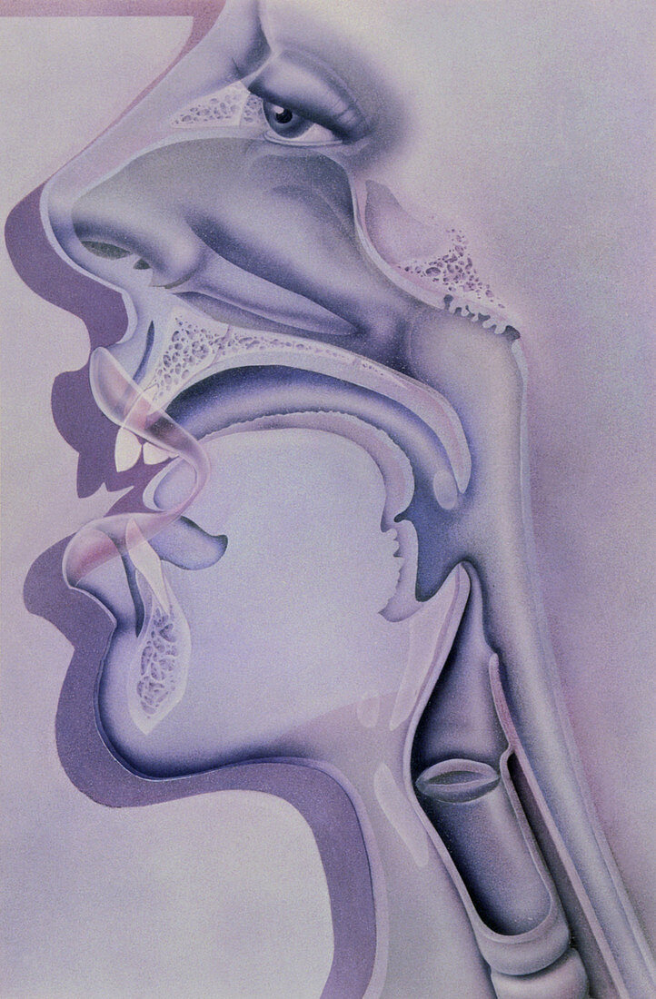 Artwork of the nose,mouth and throat in profile