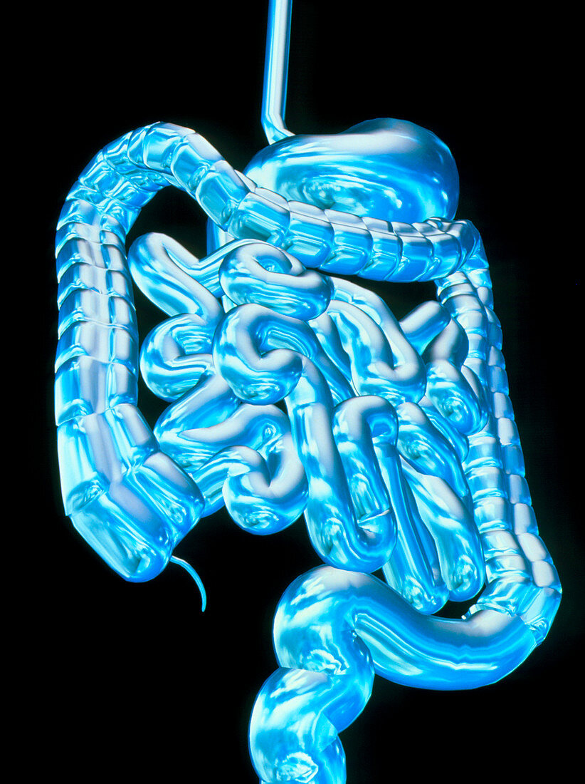 Computer art showing the healthy digestive system