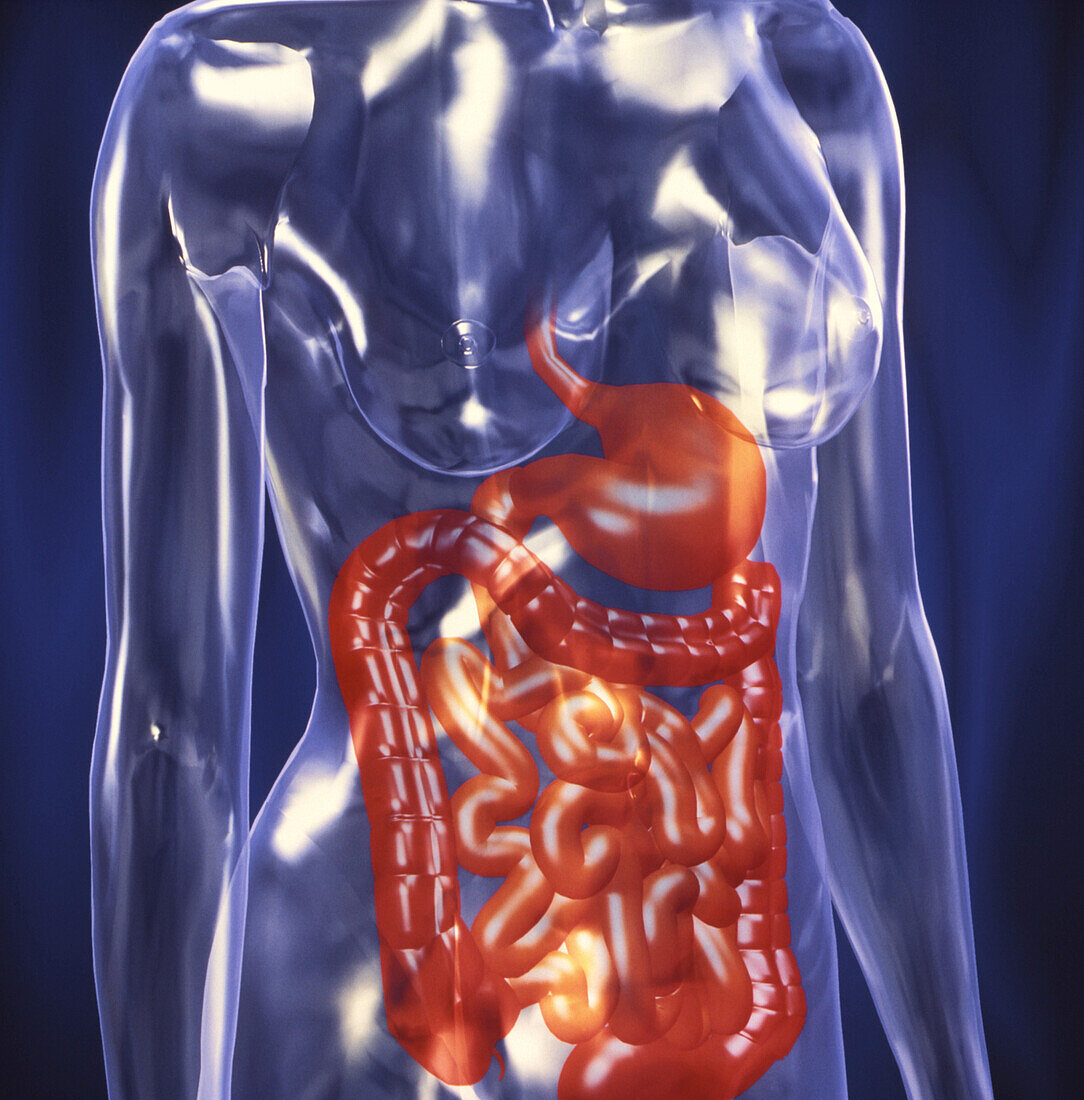 Computer art showing the healthy digestive system