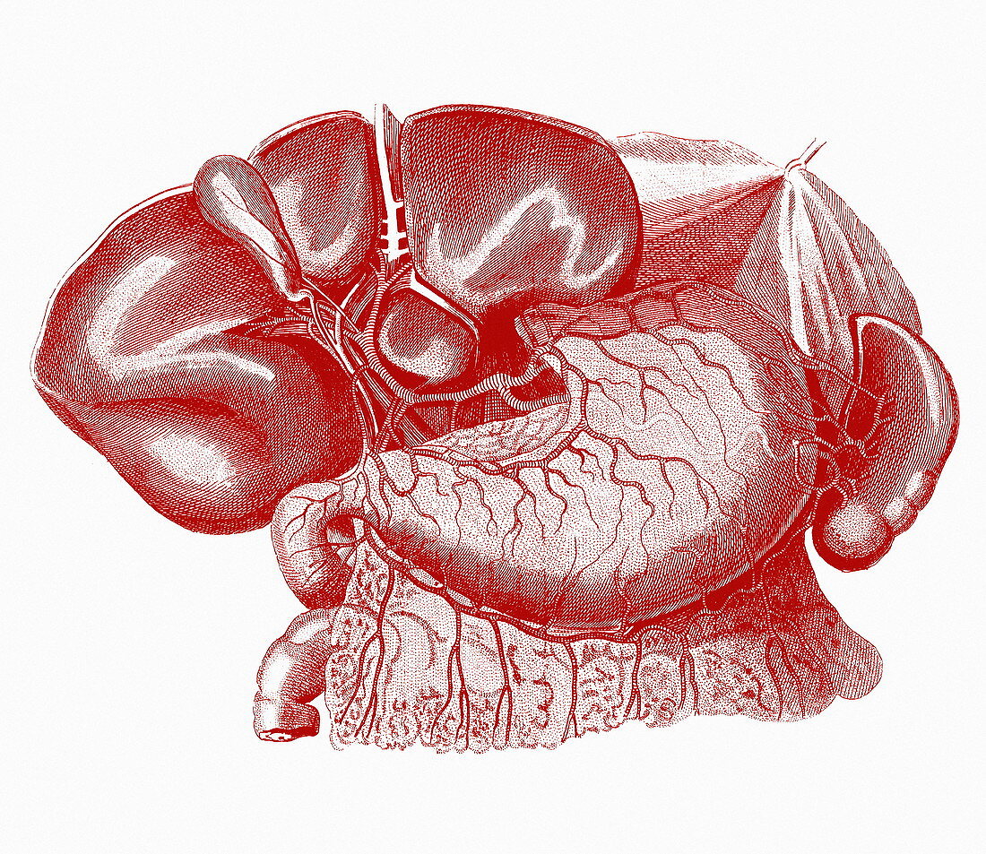 Stomach and liver