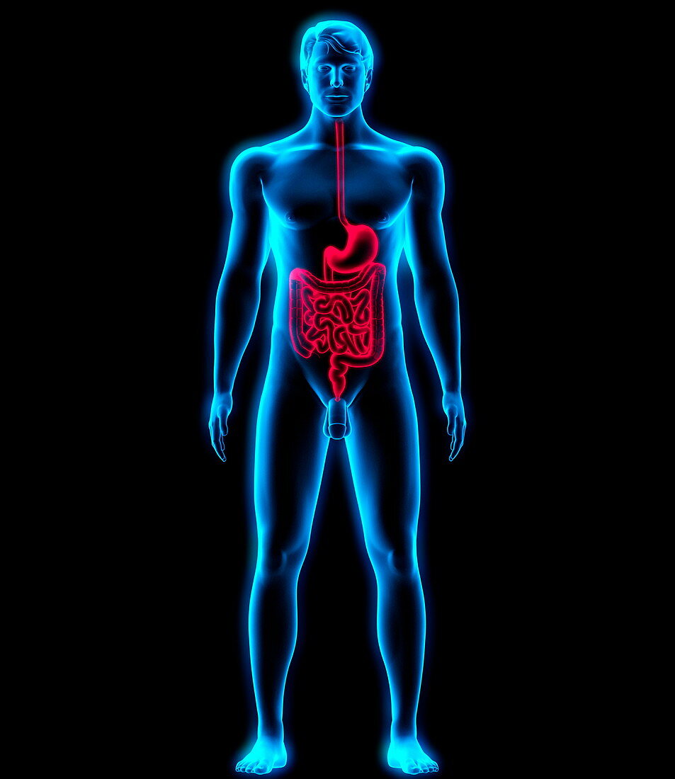 Digestive system