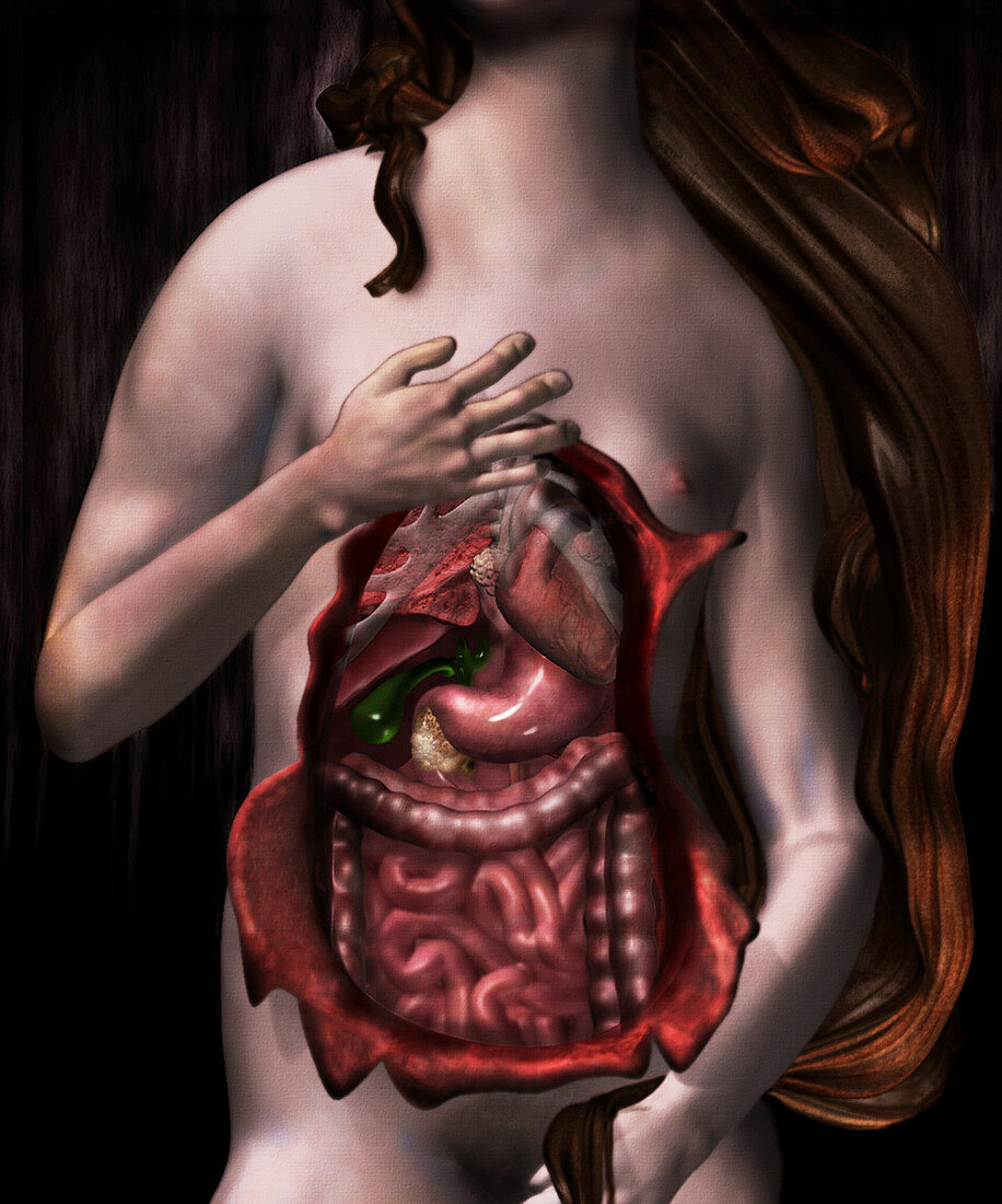 Internal organs,computer artwork