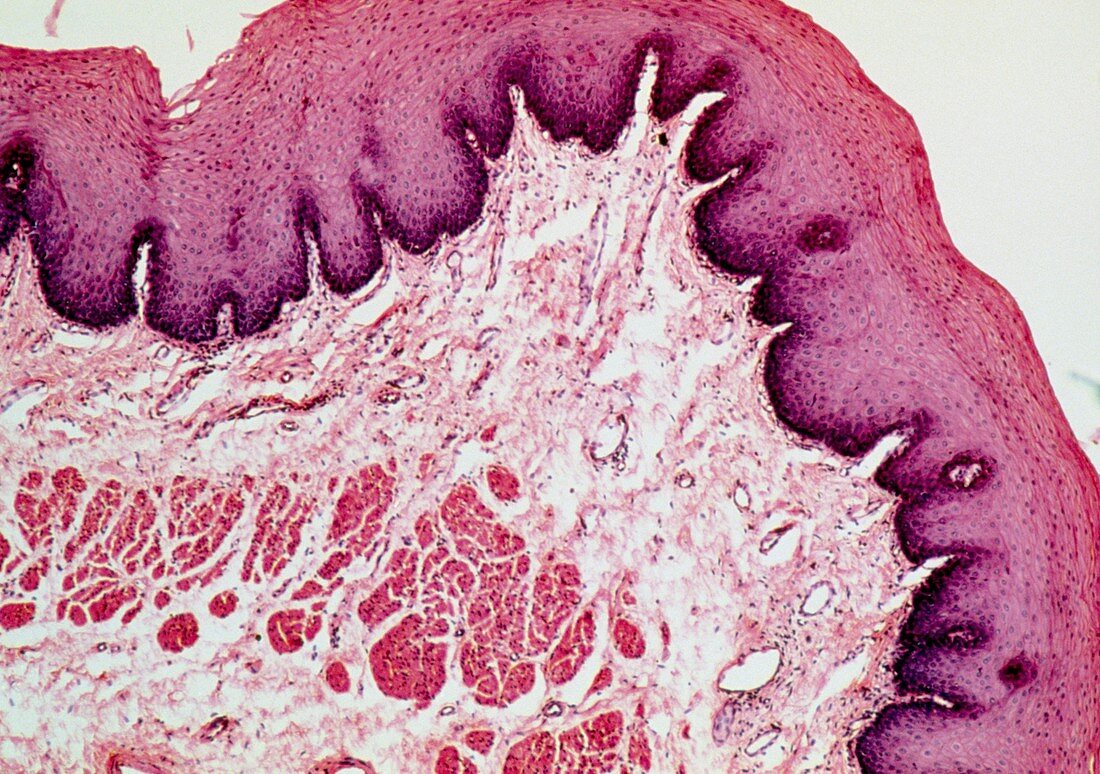 LM of a section of the human oesophagus