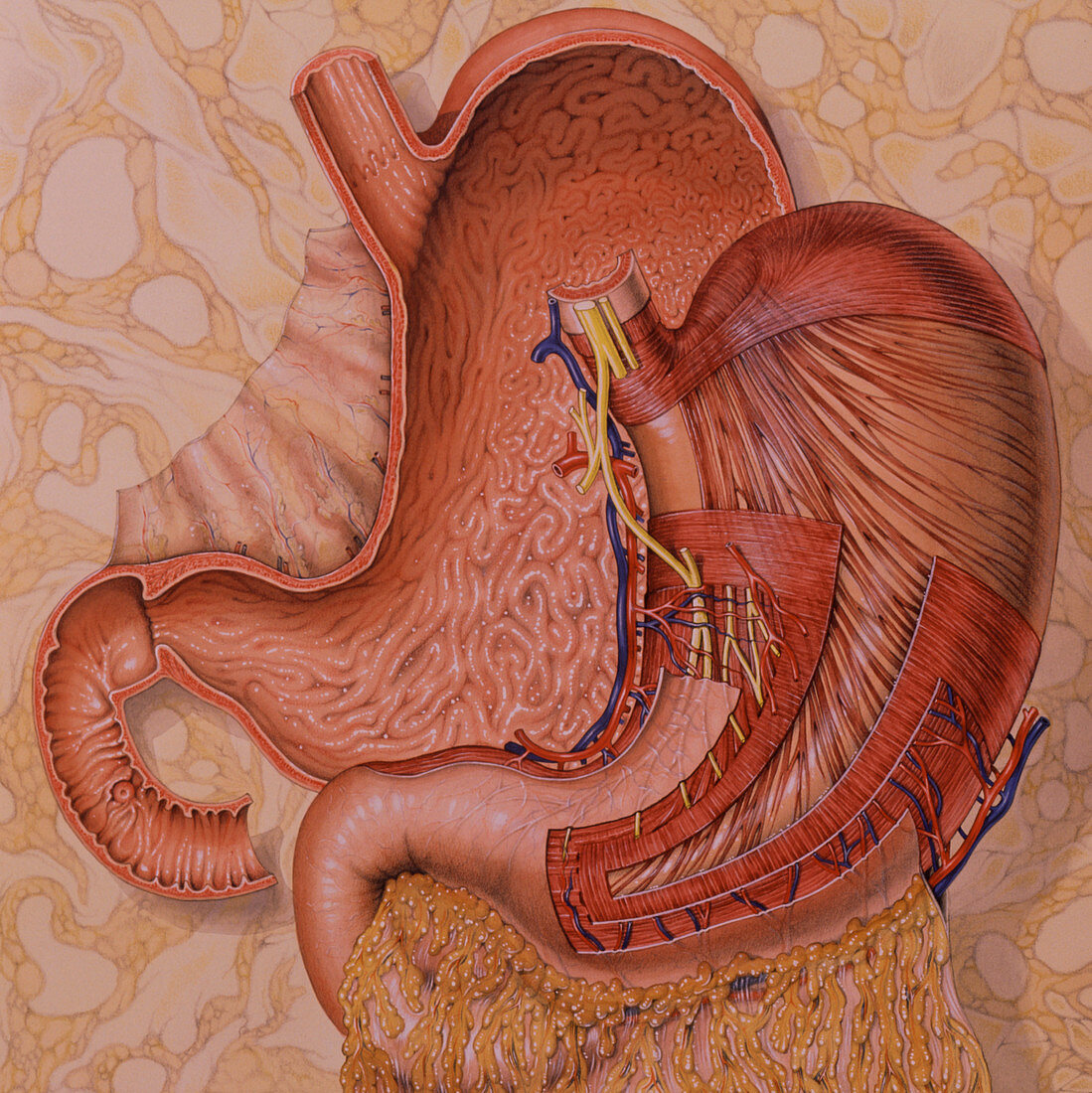 Artwork showing stomach; lining and muscle wall