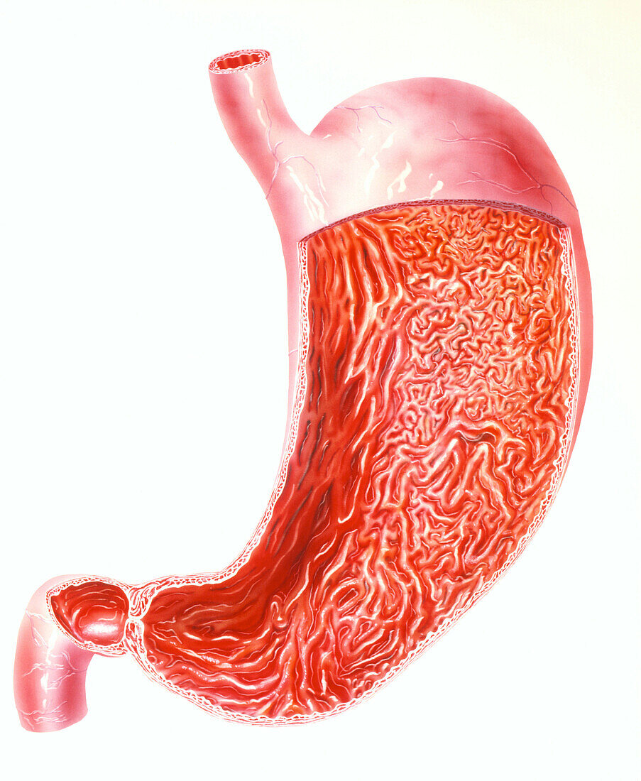 Cutaway illustration of the human stomach