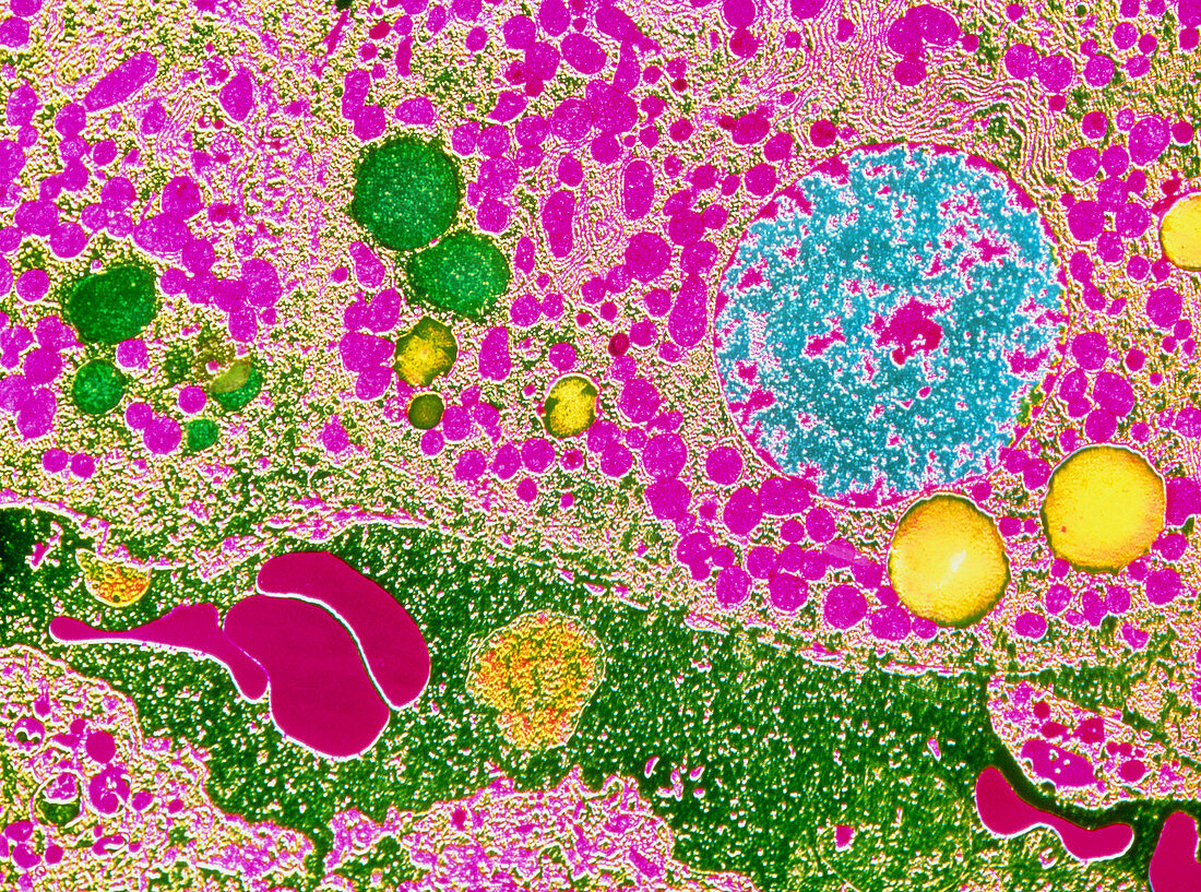 False-colour TEM of human liver showing hepatocyte