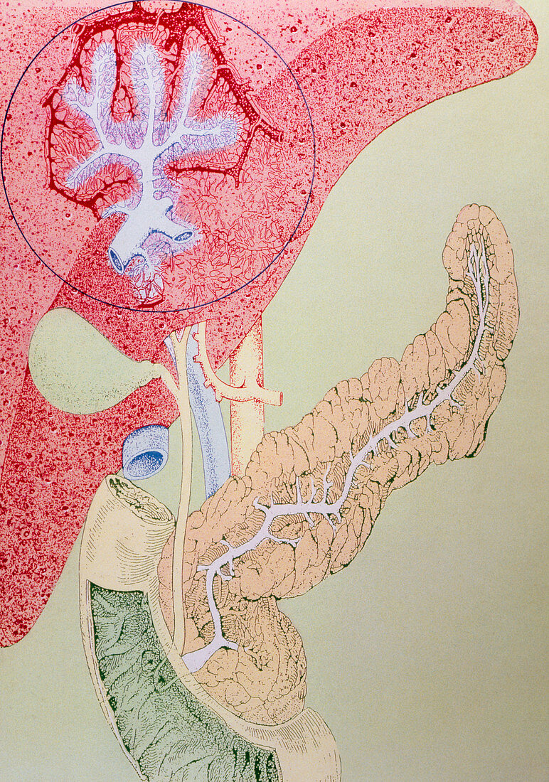 Artwork of the liver,gall bladder and pancreas