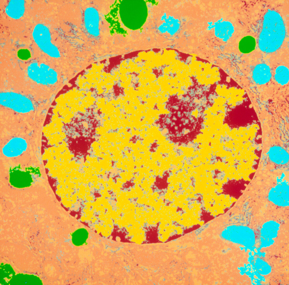 Coloured TEM of a liver cell (hepatocyte)