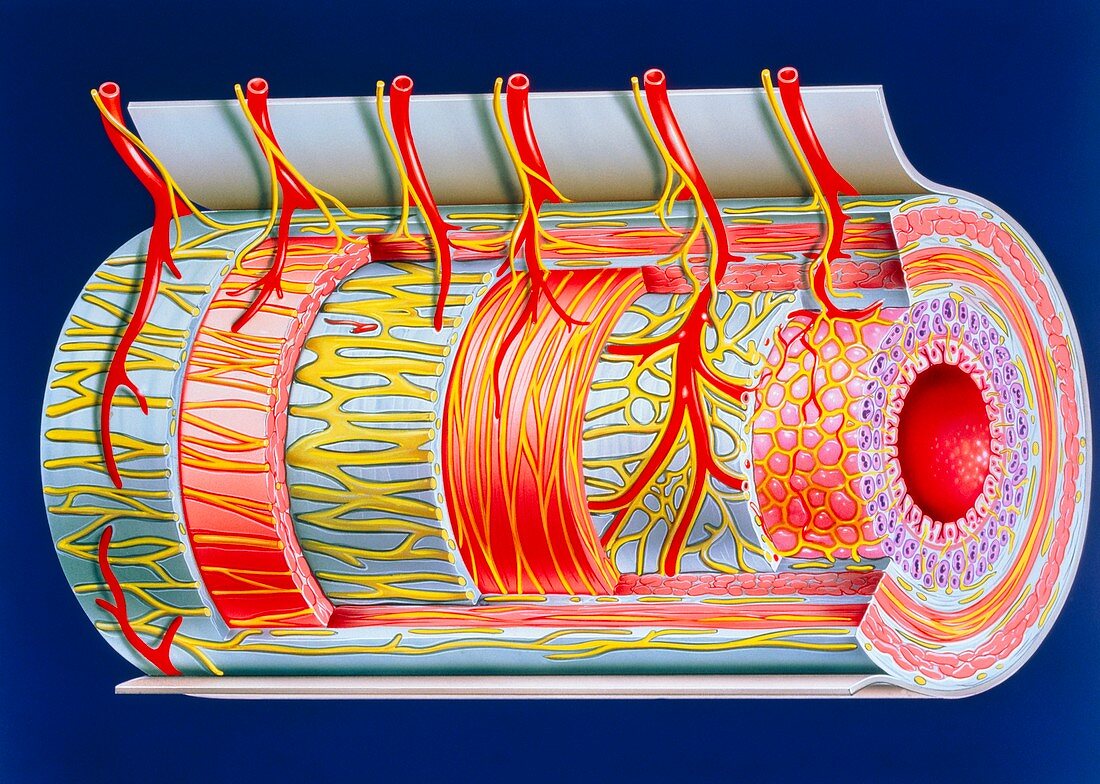 Illustration of the small intestine