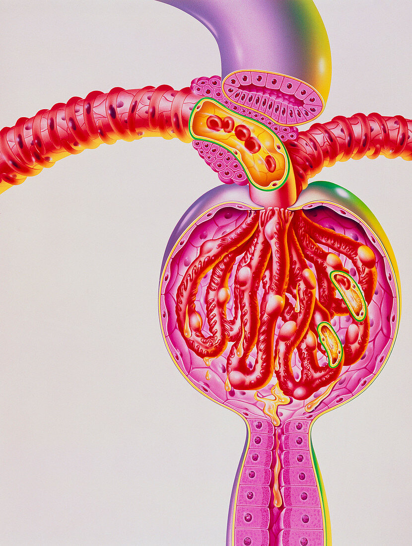 Artwork of structure of kidney glomerulus