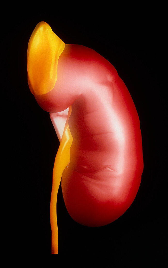 Computer artwork of a human kidney & adrenal gland