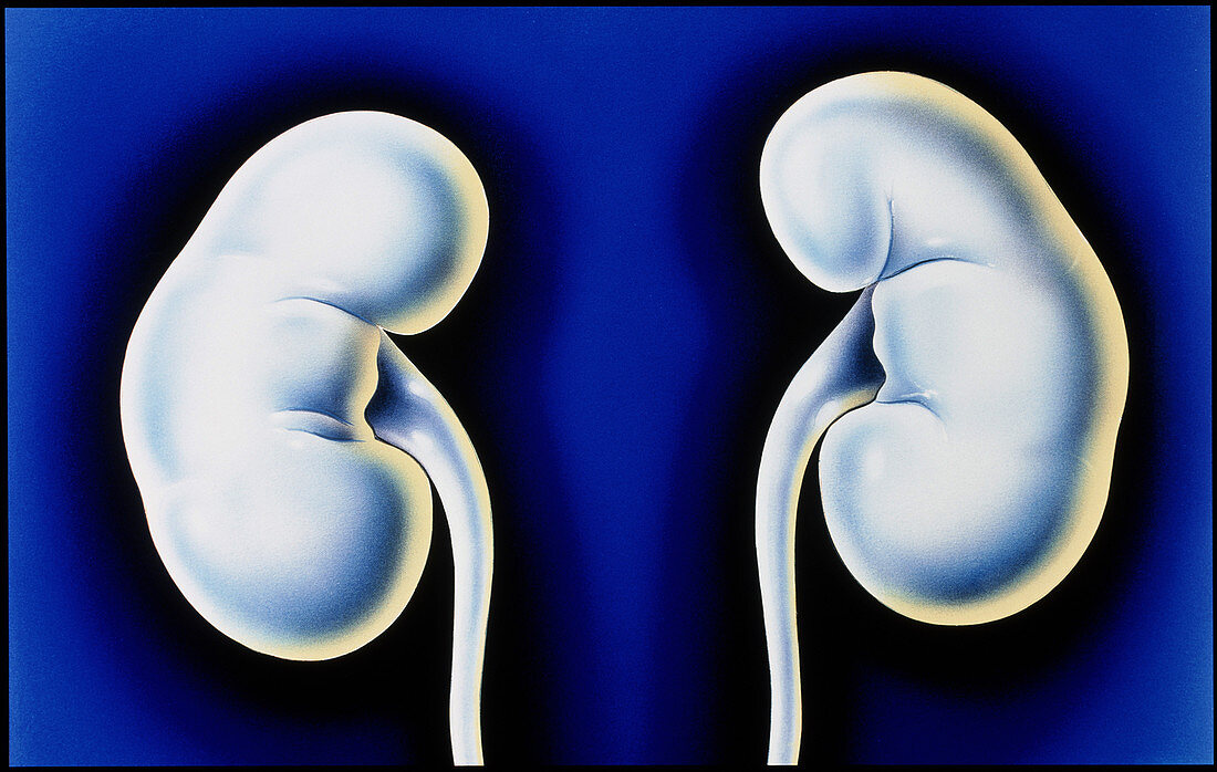 Human kidneys and ureters