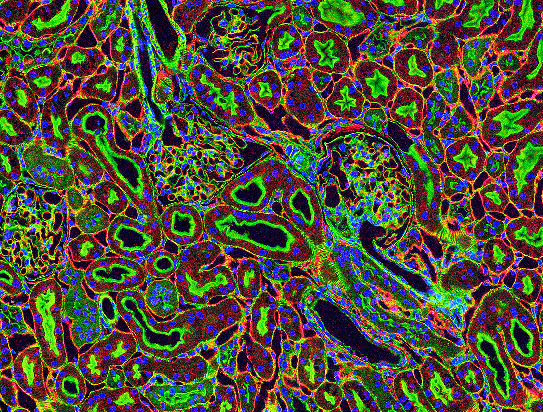 Kidney tubules in section