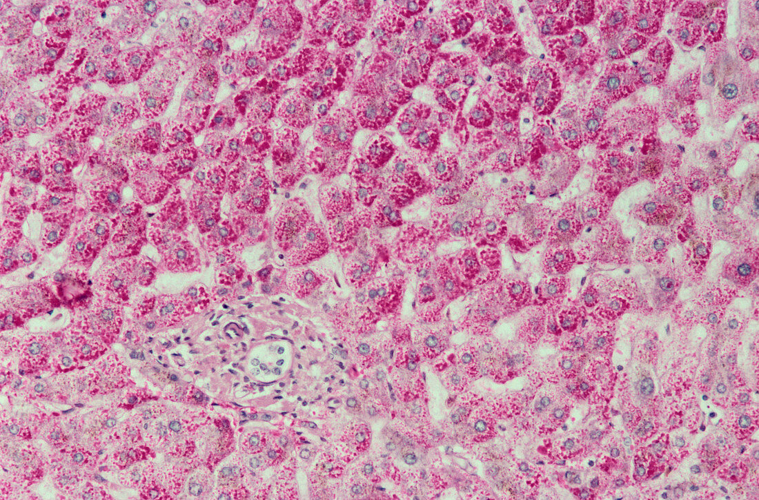 Liver cells,light micrograph