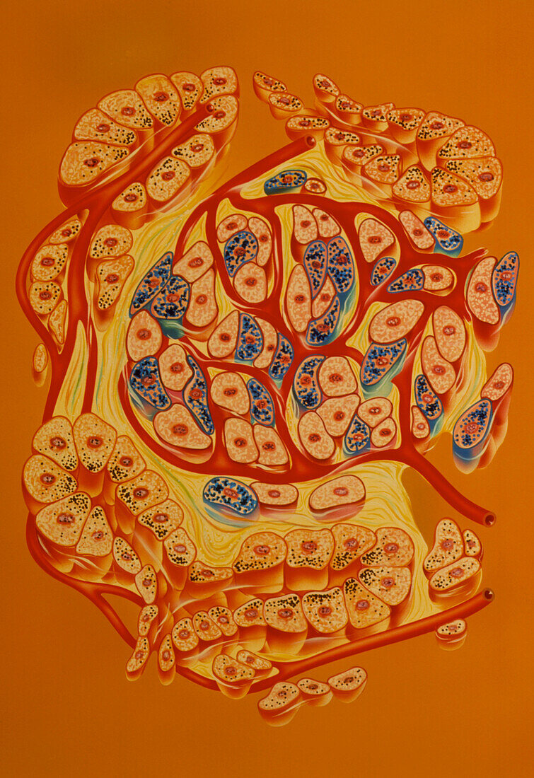 Illustration of islet of Langerhans in pancreas