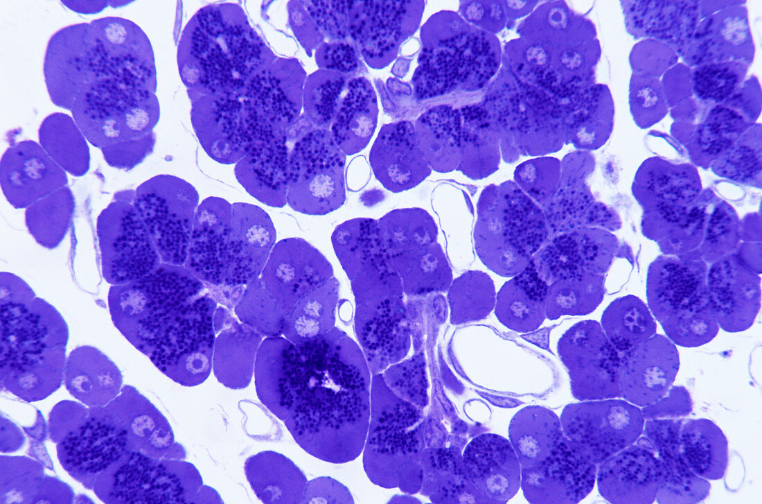 Pancreatic cells
