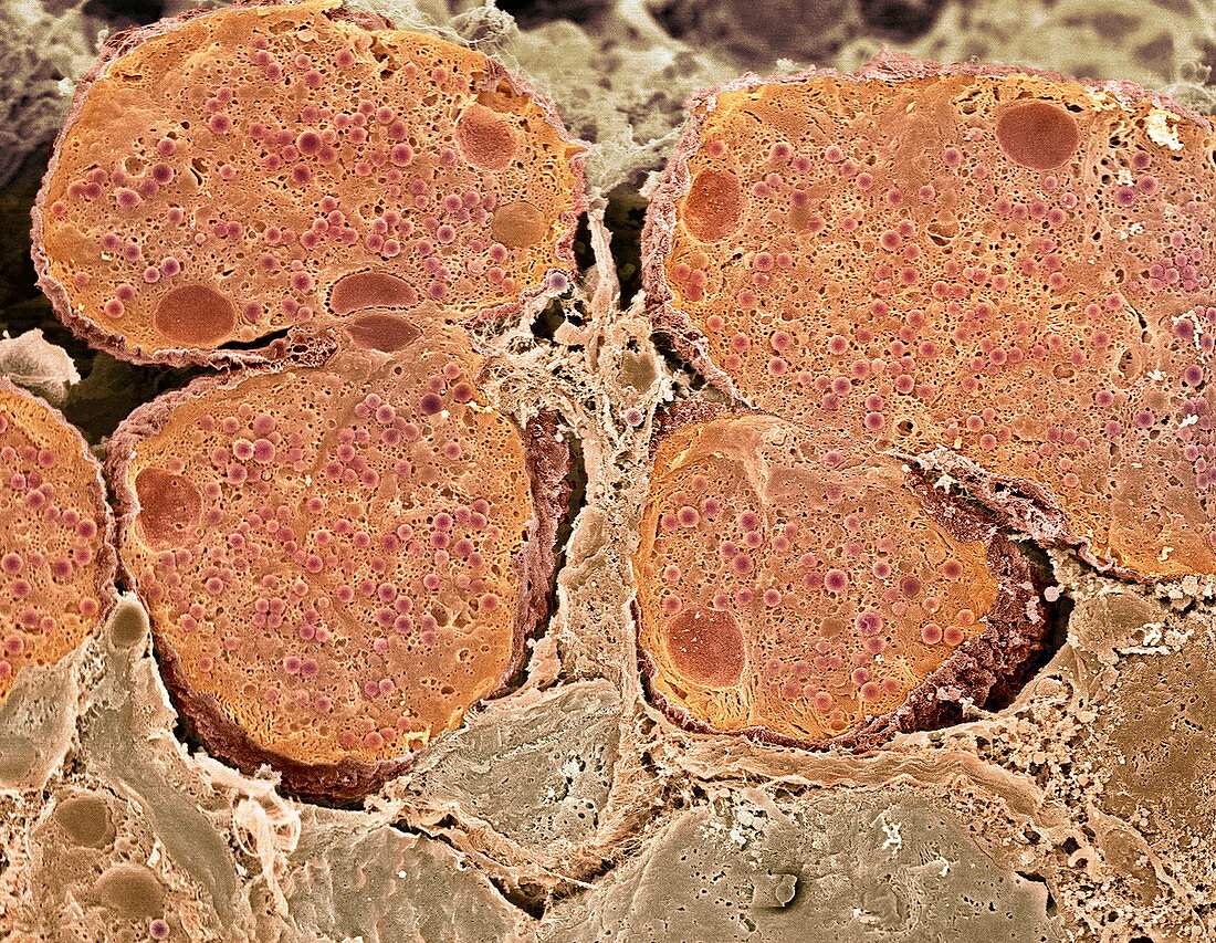 Pancreas cells,SEM