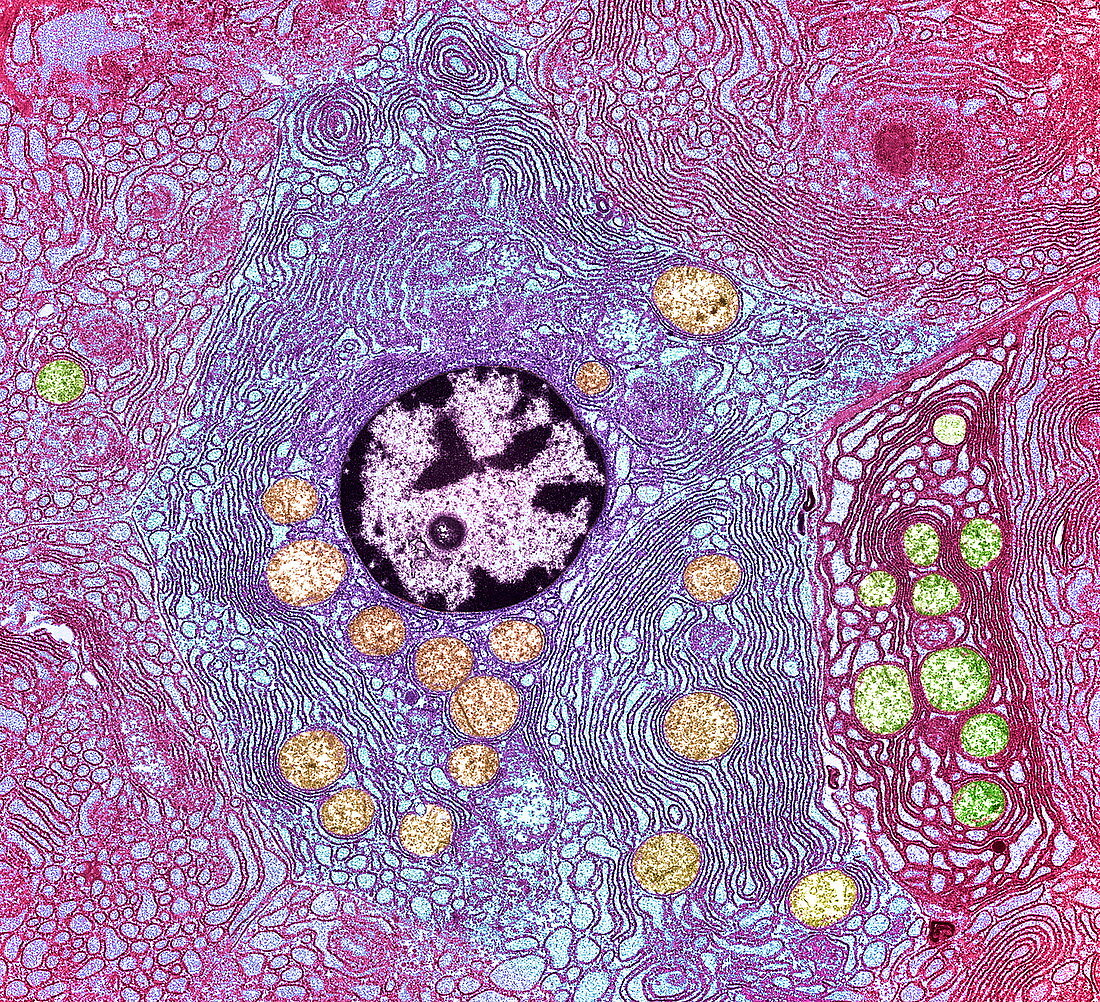 Pancreas cell,TEM