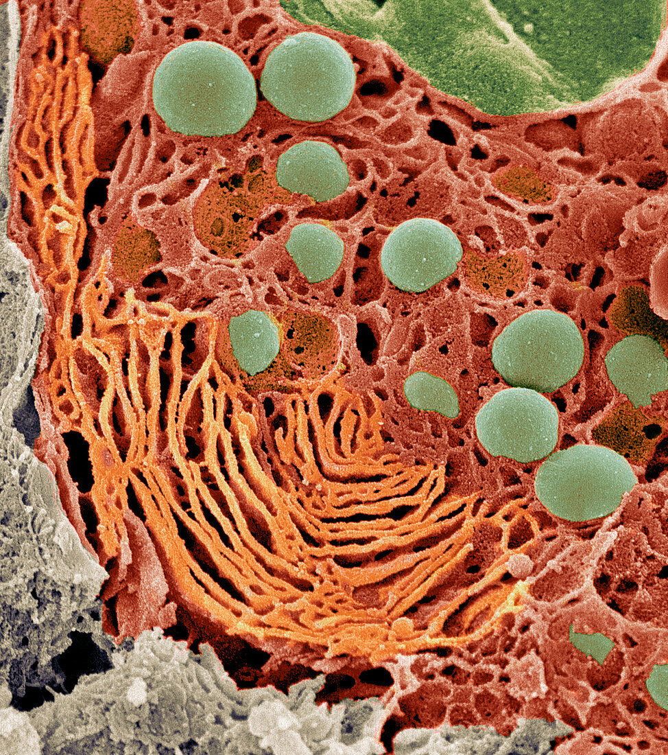 Pancreas cell,SEM