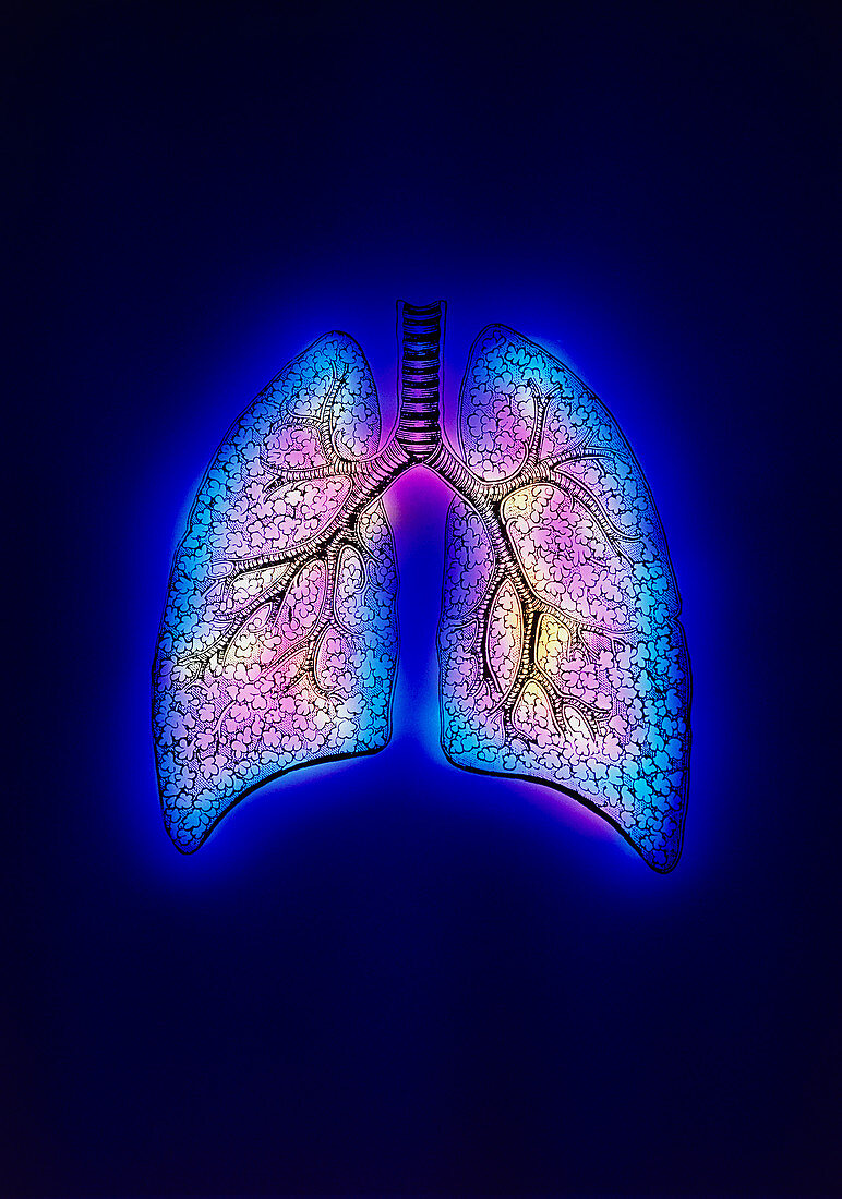 Illustration of human lungs,trachea & bronchioles