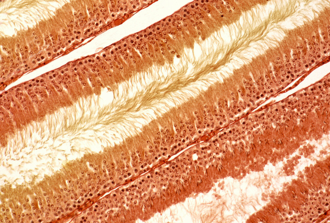 Seminiferous tubules,light micrograph