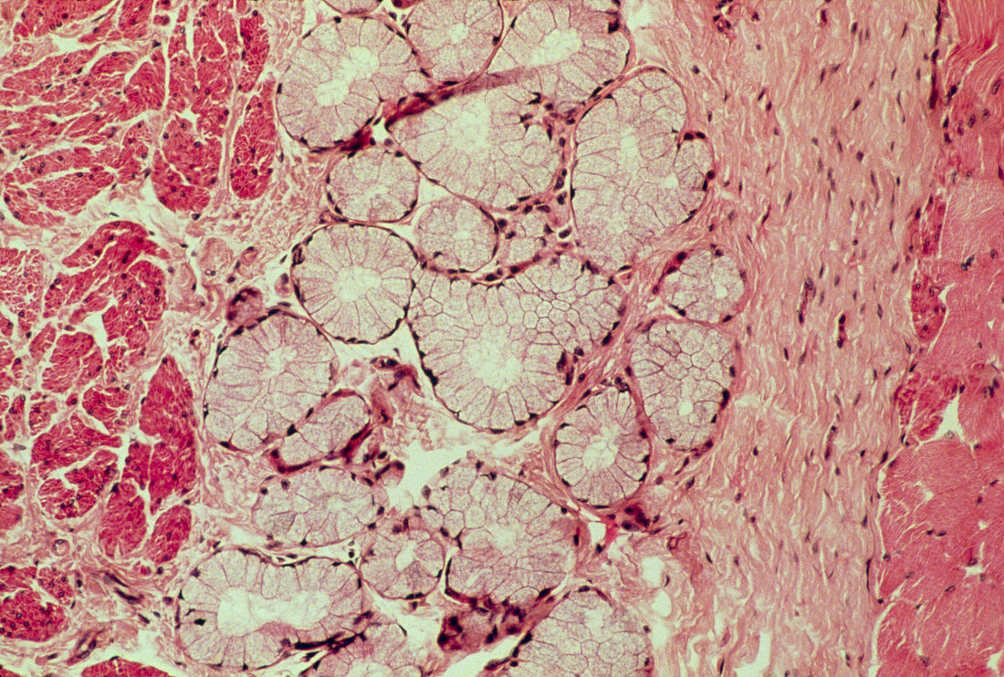 LM of mammary gland