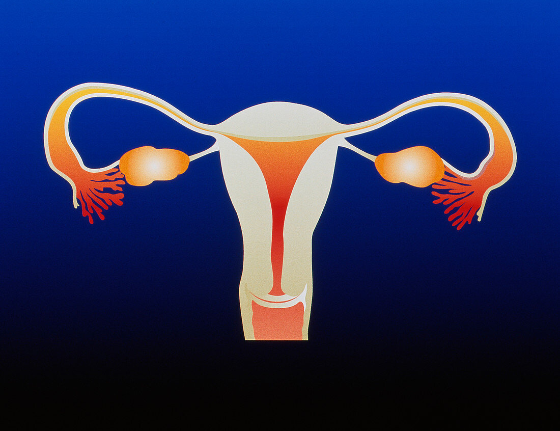 Computer artwork of the female reproductive system